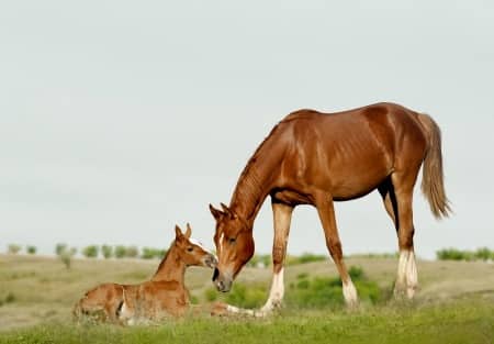 Pregnant Horse: Nutrition from Conception to Delivery