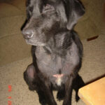 Sophie: Black Lab had Skin Blackening Problem