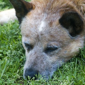thyroid symptoms in dogs thyroid problems in dogs nzymes thyroid symptoms in dogs thyroid problems in dogs nzymes