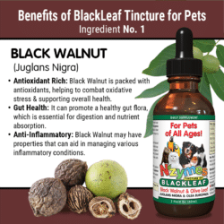 Benefits of Black Walnut Used in Nzymes BlackLeaf Tincture