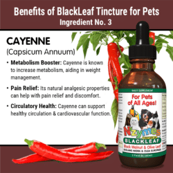 Benefits of Cayenne Used in Nzymes BlackLeaf Tincture
