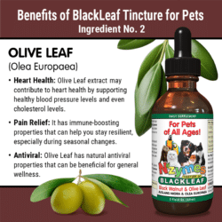 Benefits of Olive Leaf Used in Nzymes BlackLeaf Tincture