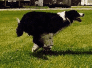 bohdi-border-collie-and-lyme-disease2 congestive heart failure in dog