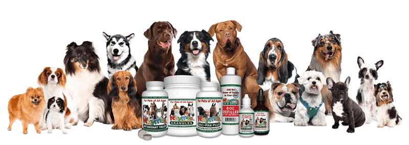 dog breeds helped by nzymes