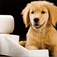 Causes of Diarrhea in Dogs You Might Not Know