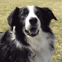 Border Collie: Cardiomyopathy & Lyme Disease on Death’s Door