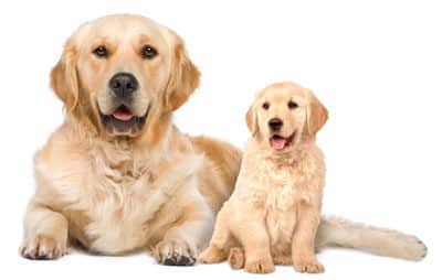 golden-mother-w-puppy Puppy and Mother Love Nzymes