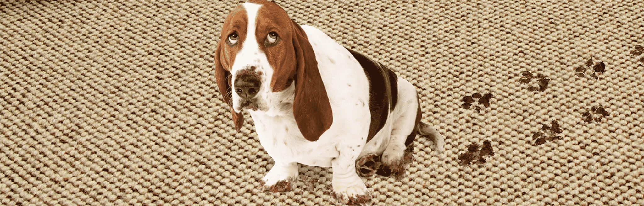 hdr-dog-diarrhea-causes2 Causes for Dog Diarrhea
