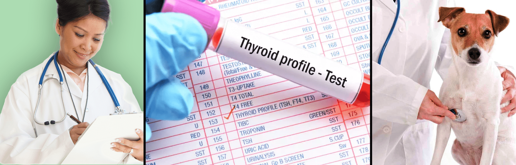 Thyroid Conditions in Dogs