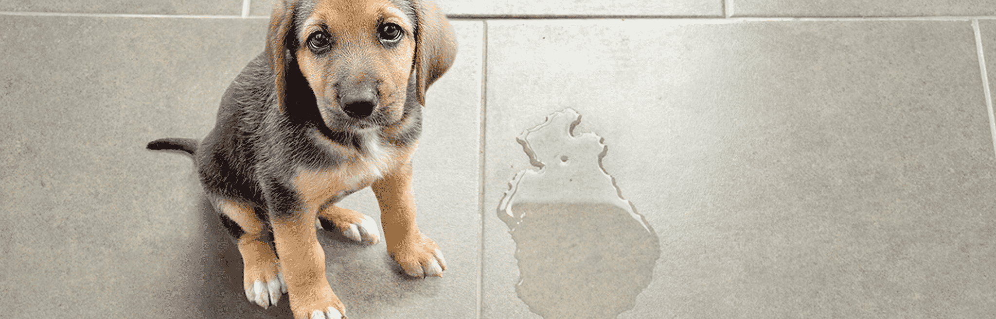 Urinary Incontinance in Dogs Urinary Incontinance in Dogs