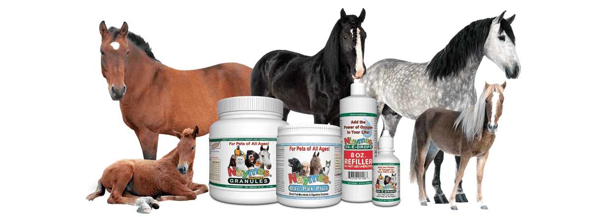 Horse Health Home