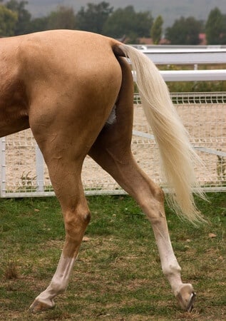 Hock and Stifle Problems in Horses