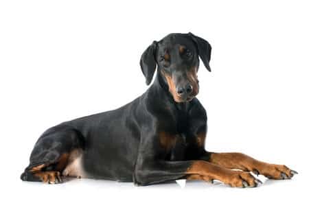 Wobblers Syndrome in Dogs