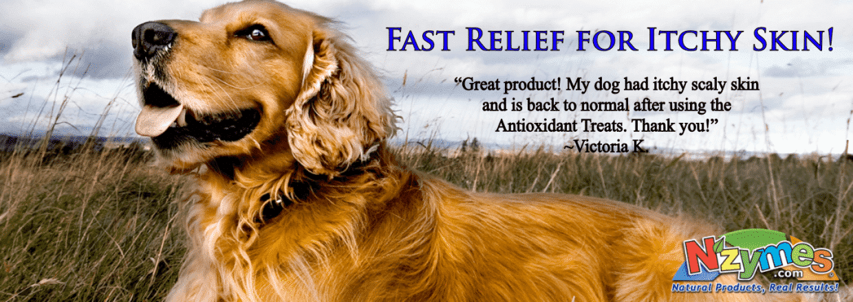 Stop Itching In Dogs Naturally Stop Itching In Dogs Naturally