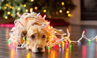 holiday danger for dogs