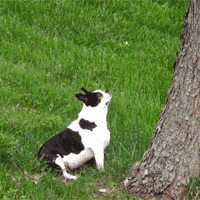 Alice, Boston Terrier had Struggled with Canine Arthritis