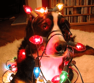 Protecting your Pet from Holiday Pet Dangers