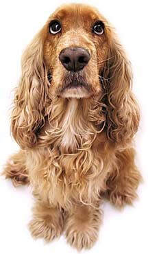 addisons-dog Addison's disease in dogs