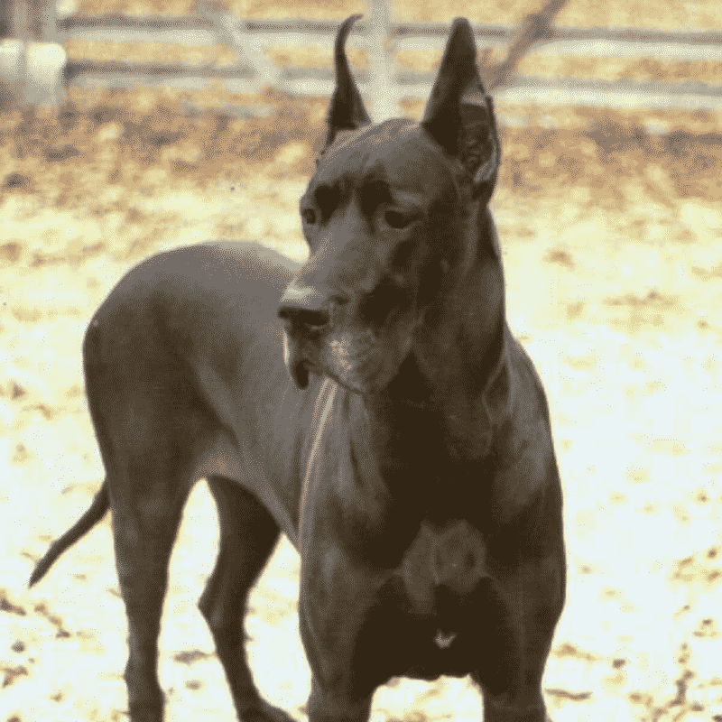 Cody the Great Dane with Arthritis