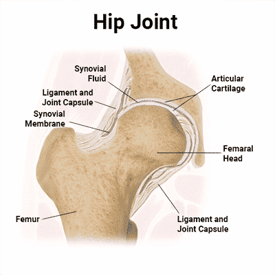 Dog hip Joint with labels