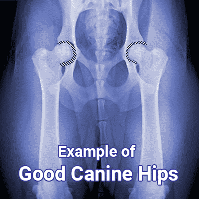 good-canine-hips-example Example of Good Canine Hips