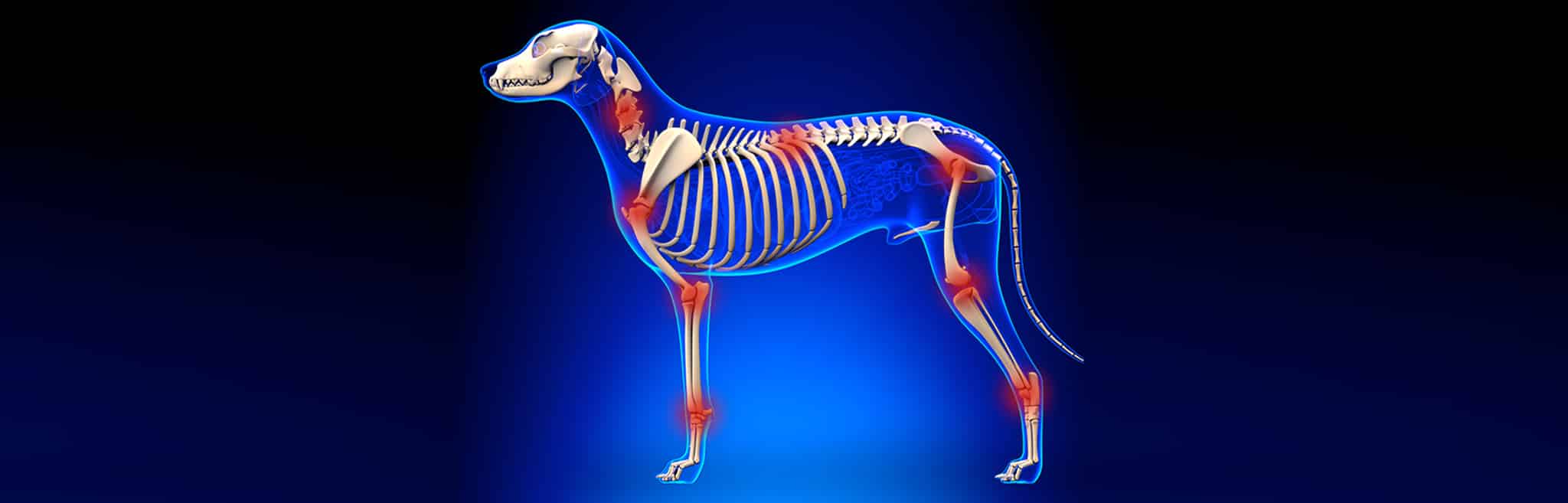 hdr-dog-arthritis Dog Arthritis Support