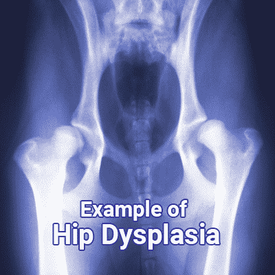 Example of Hip Dysplasia in Dogs