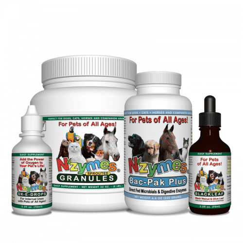 havanese skin problems bichon frise freed of allergies symptoms nzymes havanese skin problems bichon frise freed of allergies symptoms nzymes