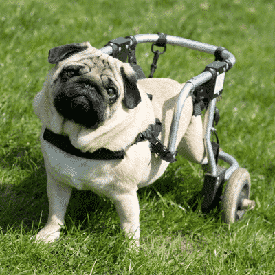 Paralyzed Pug in Wheel Chair