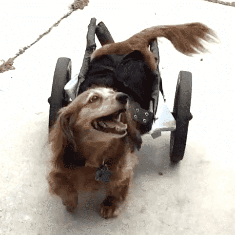 Paralyzed Dachshund in Wheel Cart