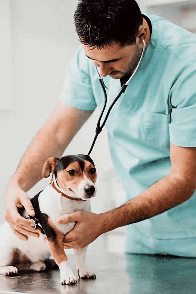 Veterinarian examines dog with arthritis