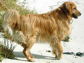 cedar - a beautiful Golden Retriever