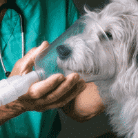 Dog Pneumonia – Natural, Effective Help Option