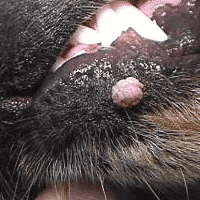 ★ Canine Papilloma/COPV