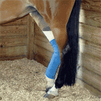 Slow Recovery Times with Horses