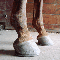 Navicular Problems in Horses