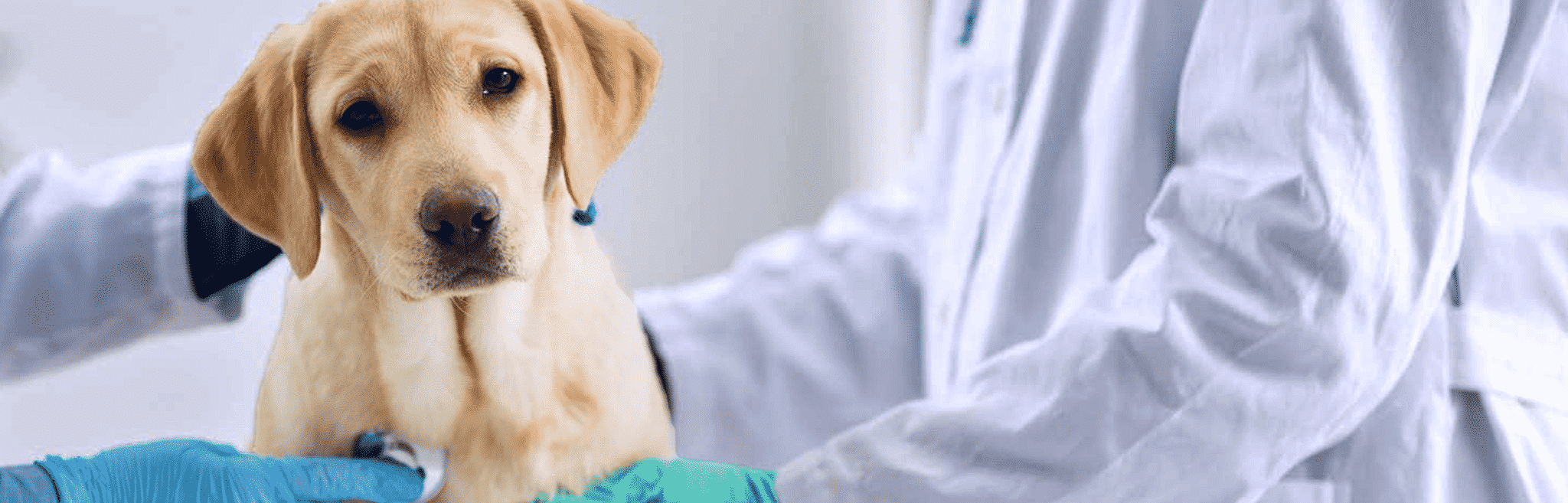 pneumonia in Dogs