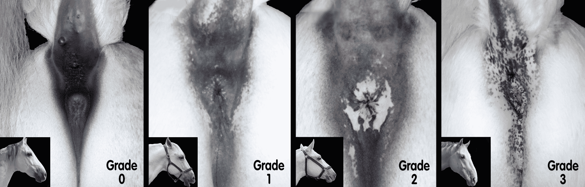 hdr-horse-metabolic-melanoma Melanoma in Horses