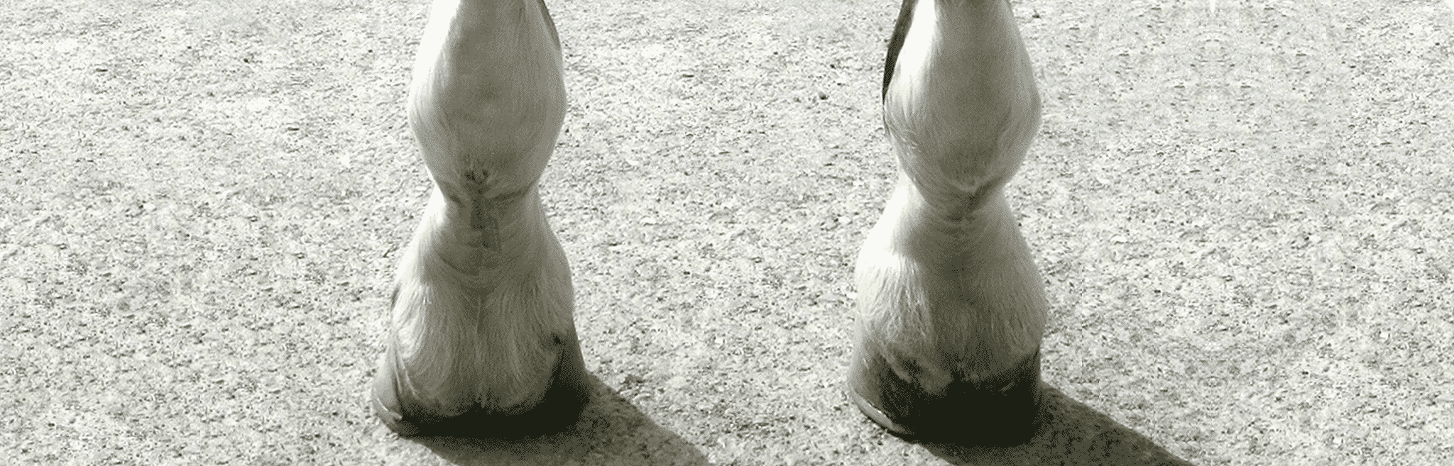 Navicular Problems in Horses