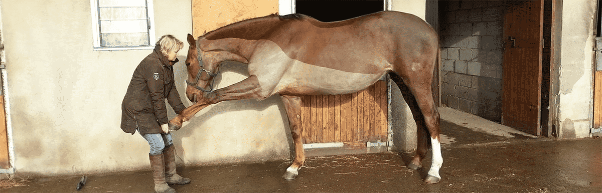 Horse with slow recovery