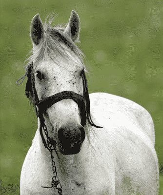 melanomas in white horses