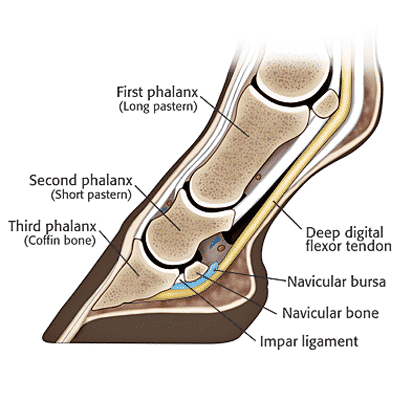 Graphic describing Navicular in Horses