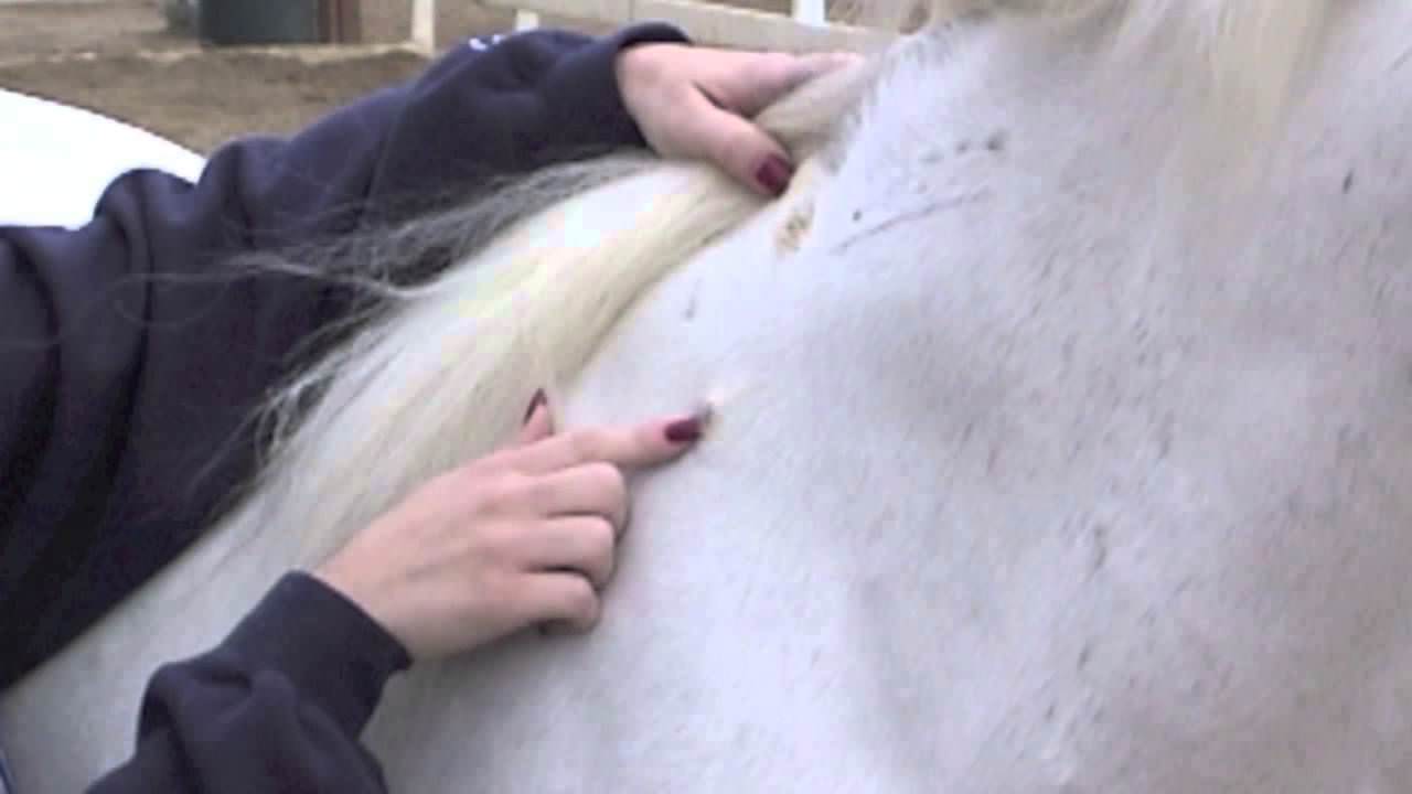 help for melanomas in horses nzymes com melanoma in horses