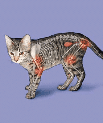 Examples of Cat Joint Pain