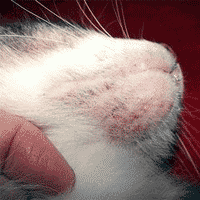 Skin Problems in Cats – What to Do