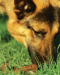 coprophagia in dogs coprophagia in dogs or stool nzymes coprophagia in dogs coprophagia in dogs or stool nzymes