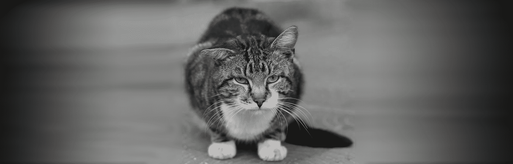 hdr-cat-mobility-arthritis Cat mobility arthritis