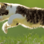 Skeletal Injury and Recovery in Cats