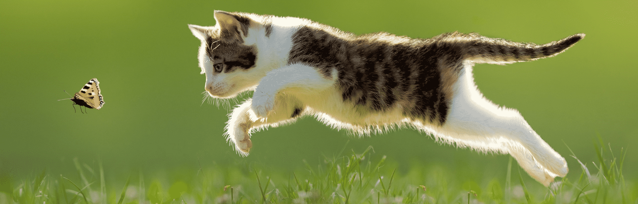 hdr-cat-mobility-musculoskeletal cat mobility