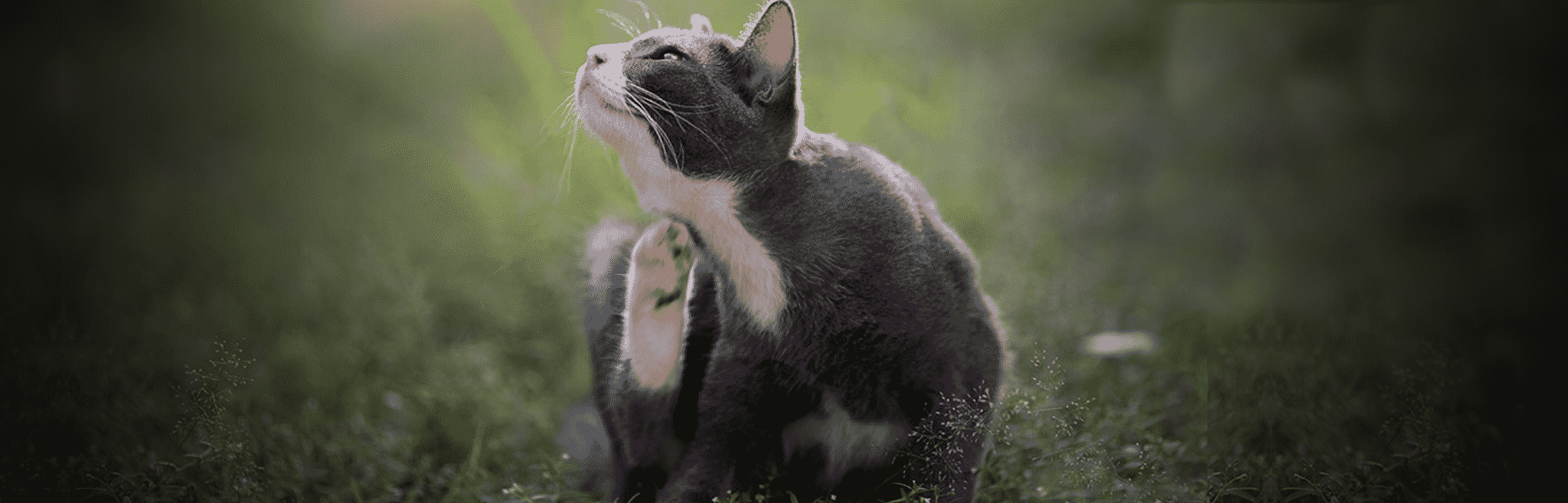 hdr-cat-skin-coat-itchy-skin Cat itchy skin